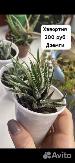 Суккуленты