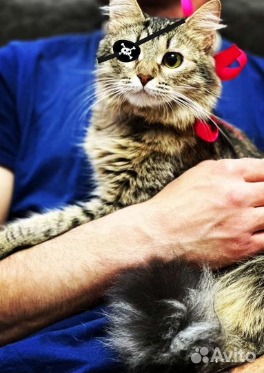 Кошечка инвалид