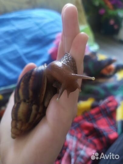 Улитки Ахатины