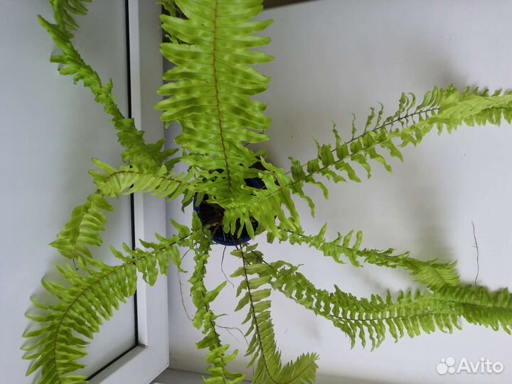 Нефролеписы