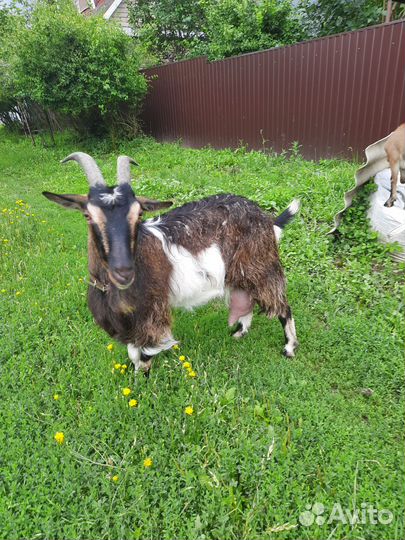 Козлята