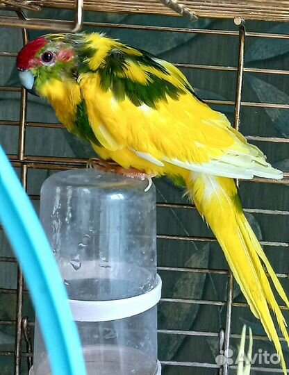 Певчие лесные птицы