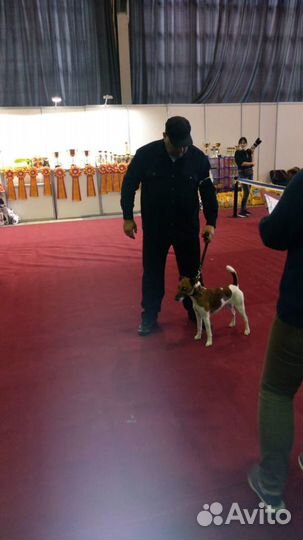 Фокстерьер для вязки