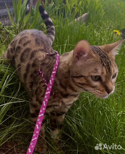 Бенгальские котята
