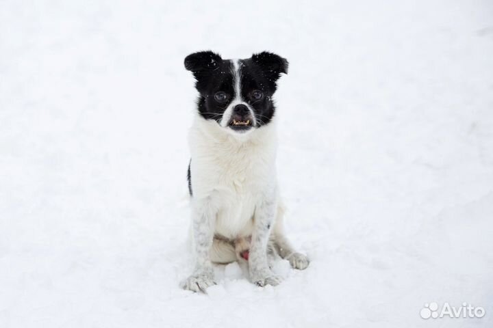 Маленькая собачка в дар