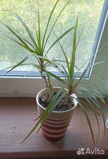 Комнатные цветы драцена