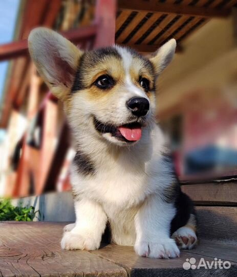 Щенки Вельш Корги Пемброк РКФ Мальчик