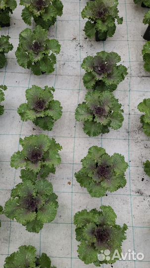 Капуста декоративная