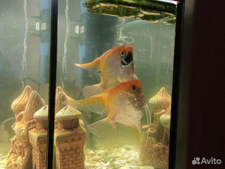 Аквариумные рыбки скалярии