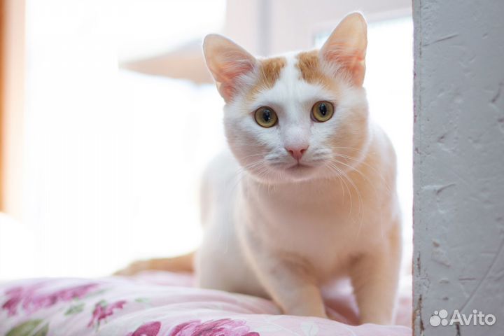 Ласковый кот