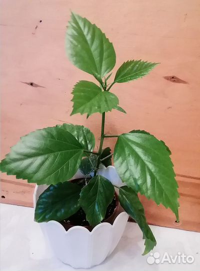 Молодые гибискусы, клеродендрум
