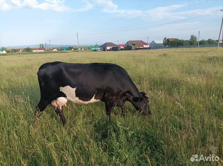 Коровы дойные