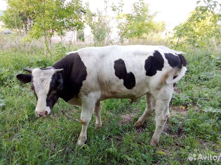 Корова, телята, бык