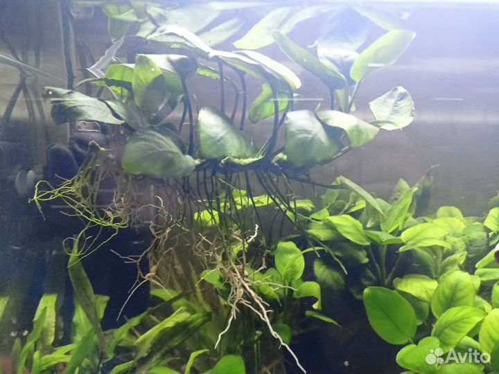 Растение Анубиас