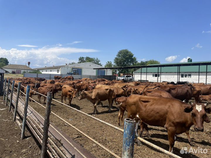 Телки,нетели коровы