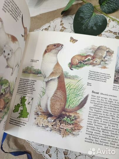 Книга путеводитель Животные Великобритании