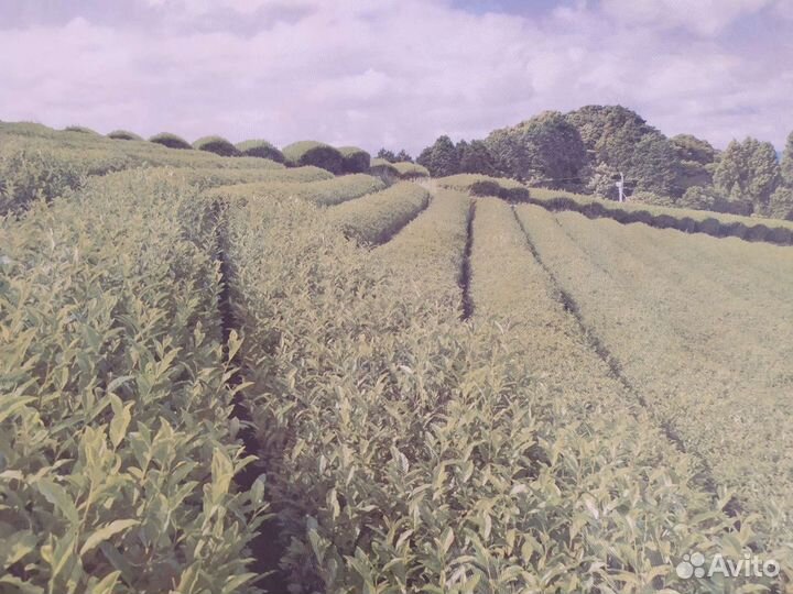 Картина новая