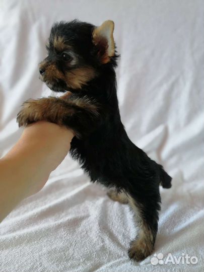 Йоркширский терьер