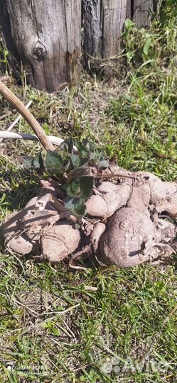 Георгины клубни