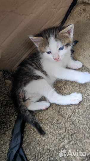 Котята милаши