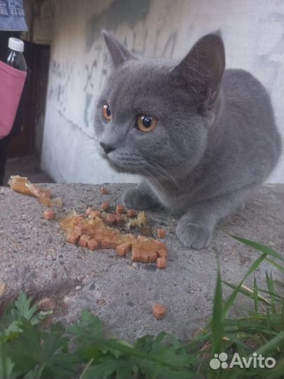 Отдам кота британец