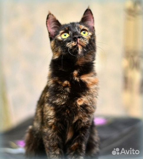 Черепаховая кошка Мура в добрые руки