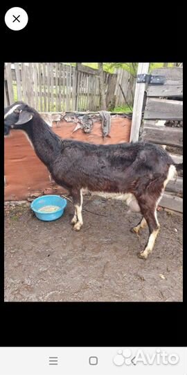 Овцы, ягнята, дойные козы