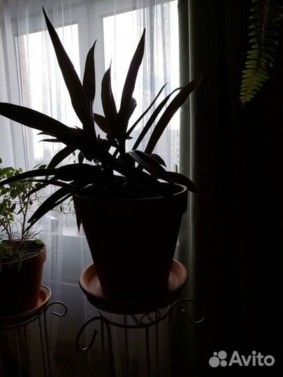 Рэо горшок дерома