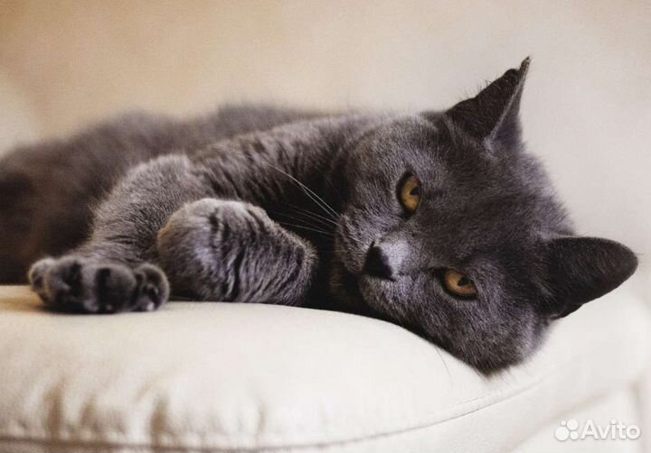 Русская голубая кошка