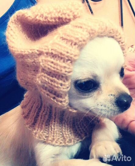 Шапка для собак