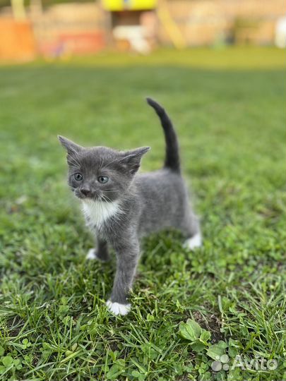 Отдам котят