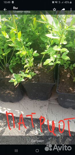 Саженцы голубики и клюквы