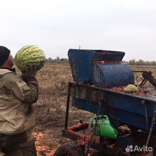 Семена арбуза