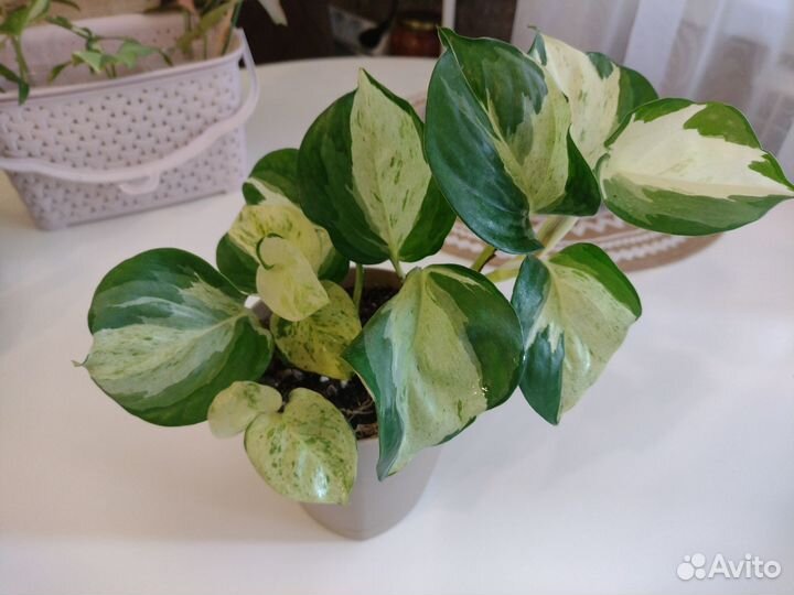 Филодендроны