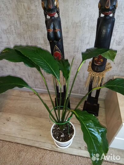 Спатифиллум Себастьяно