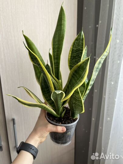 Сансевиерии и другие комнатные растения