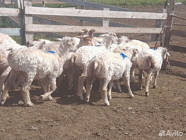 Курдючные бараны овцы