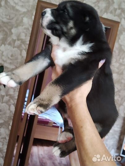 Щенки среднеазиатской овчарки