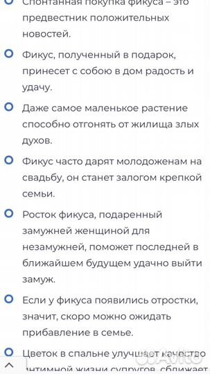 Фикус Бенджамина