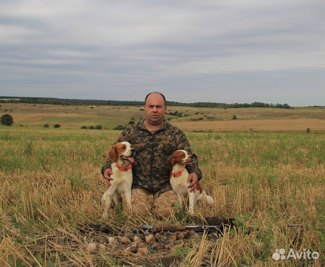 Щенки эпаньоль бретон от полевого чемпиона