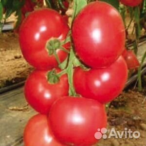 Семена томата Пинк Парадайз