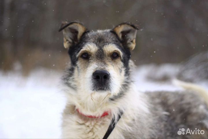 Бородатик Батон в дар