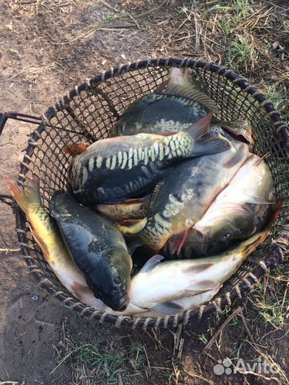 Карп зеркальный живой оптом 1,5кг