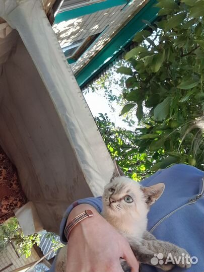 Котята в добрые руки бесплатно мальчик