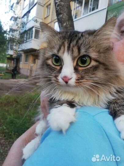 Кошечка матрешка