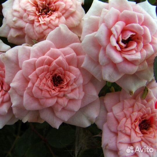 Продаю розы