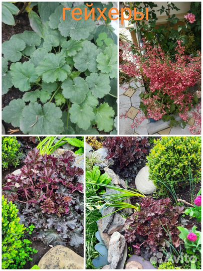 Саженцы многолетников/ лаванда