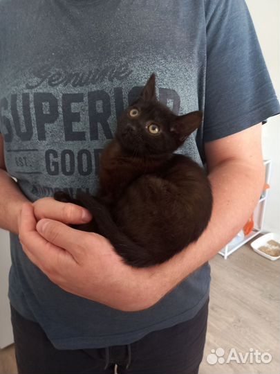 Котенок ищет дом