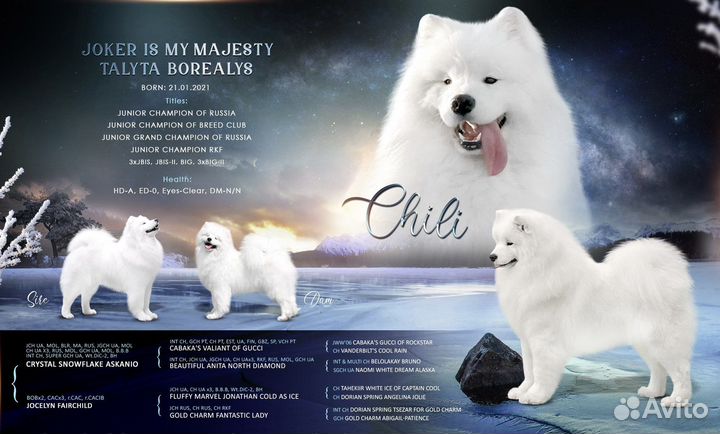 Самоед вязка