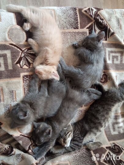 Котята в добрые руки